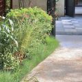 入户花园绿植